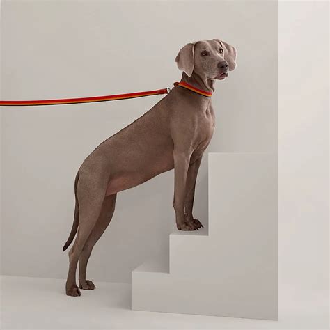 Hermes dog leash